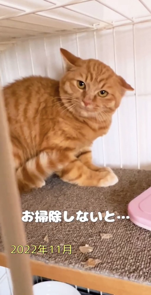 掃除をお願いする飼い主さん