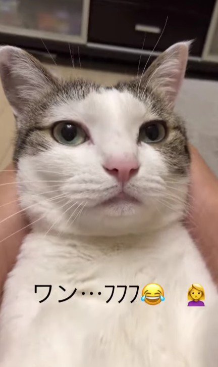 仰向けの猫