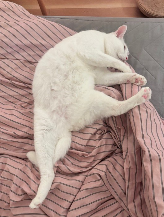 両足を開いている猫