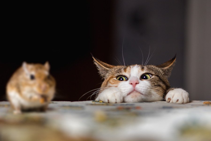ネズミをみつめる猫