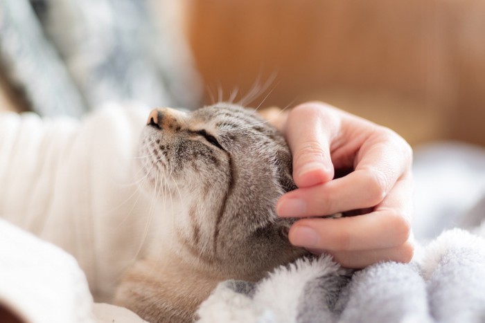 撫でられる猫