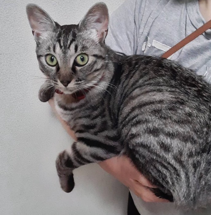 飼い主に抱っこされているカメラ目線の猫