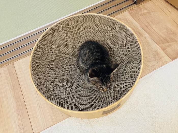 爪とぎボウルに座る子猫