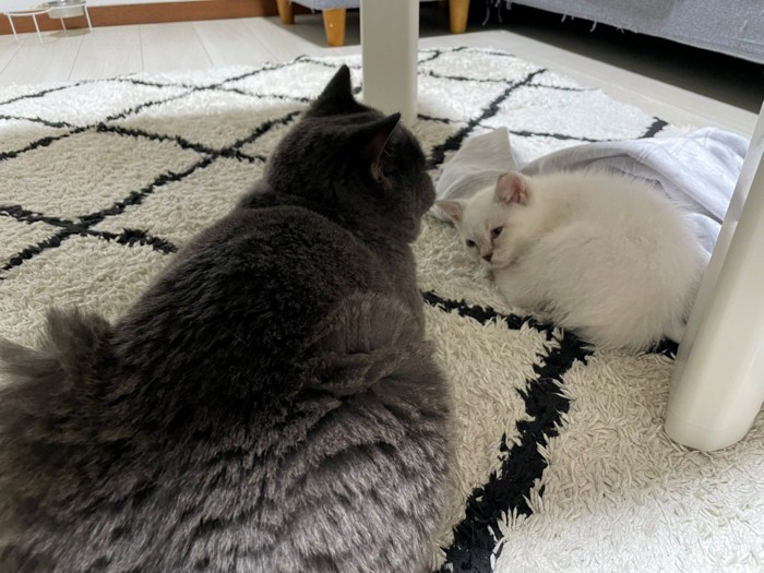 眠そうな子猫に近づく猫