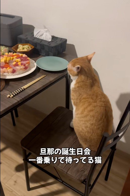 椅子に座っている猫