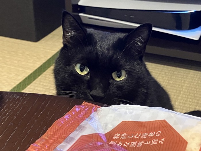 カメラ目線のルーくん