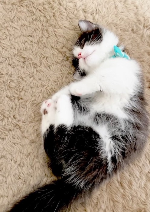 マットの上で遊ぶ子猫