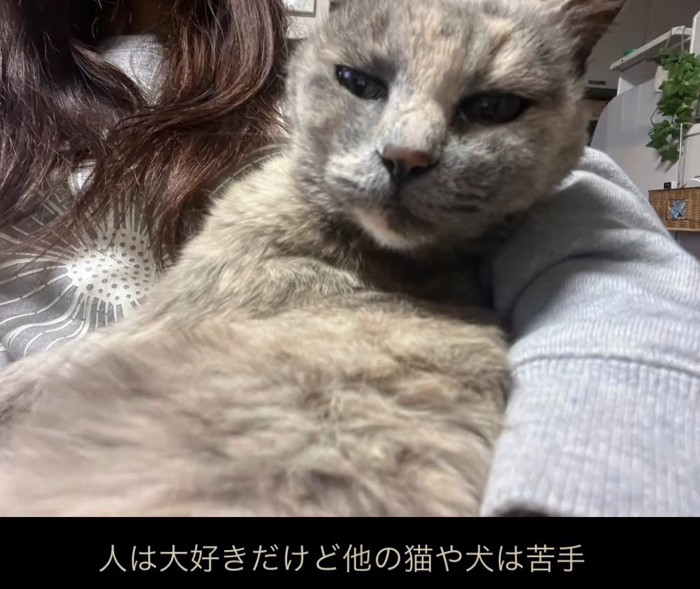 抱っこされる猫