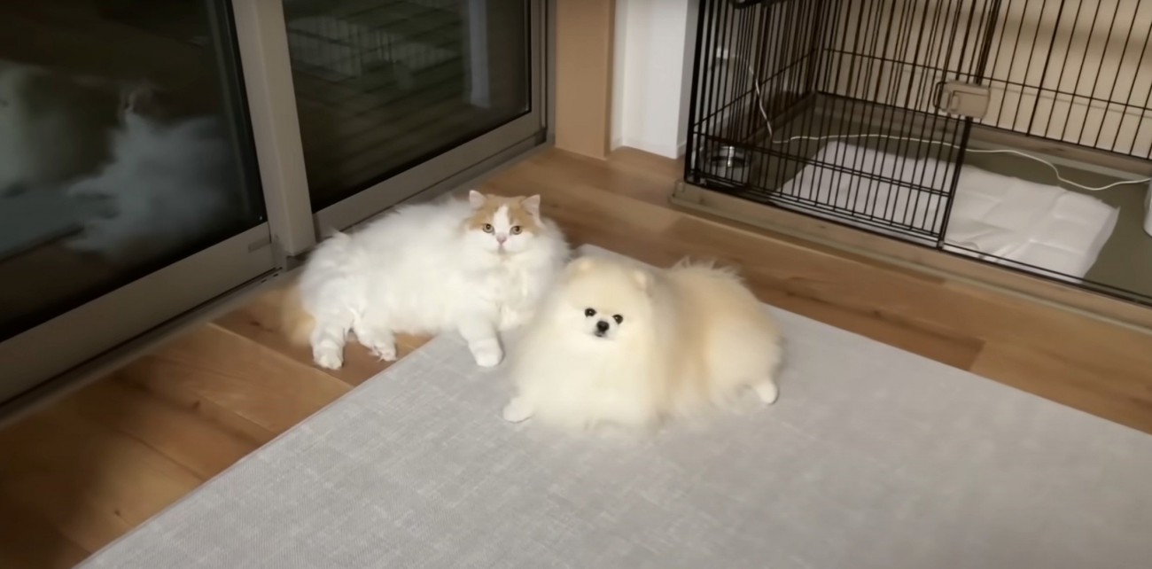 くっつく2匹（上から）