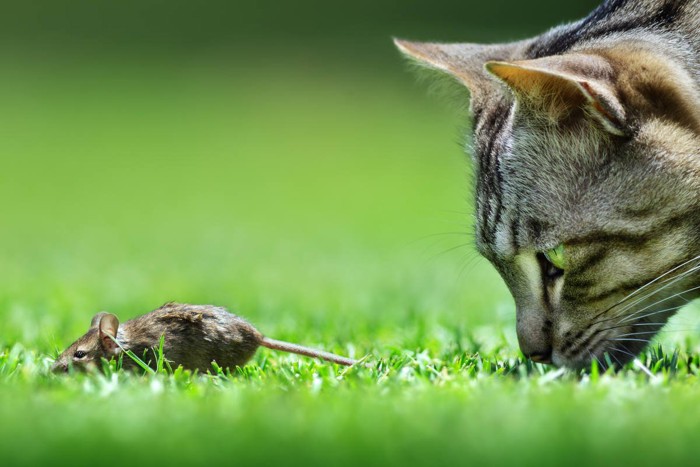 ネズミを追う猫