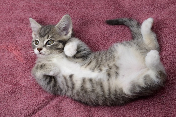 仰向けでクネクネする子猫