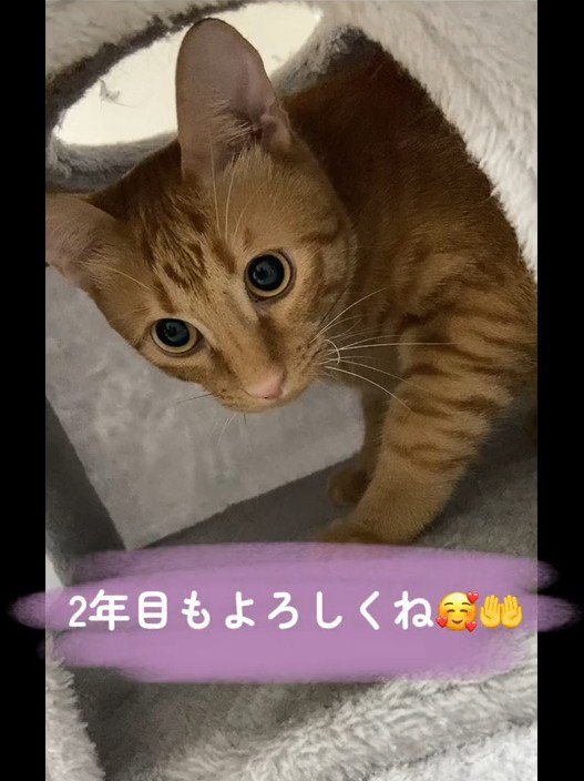 箱の中にいる猫