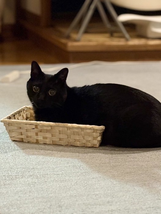 カゴから体がはみ出す猫