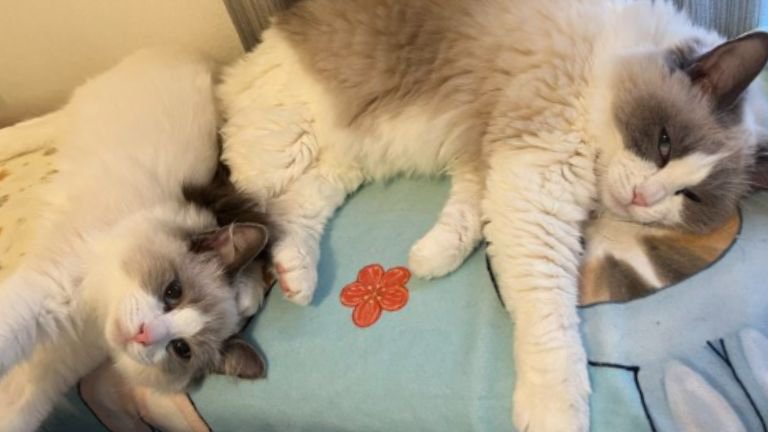 室内にいる猫たち