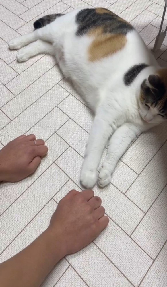 右手にちょいちょいする猫