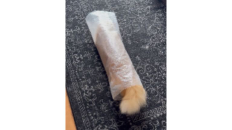 ぷちぷちで遊ぶ猫