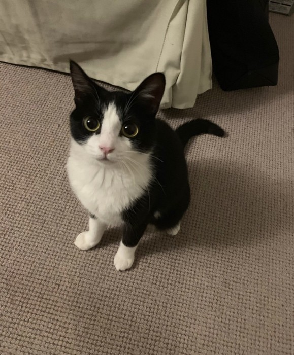おすわりする小さい猫