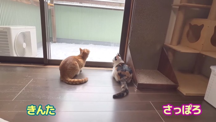 きんた君とさっぽろちゃん