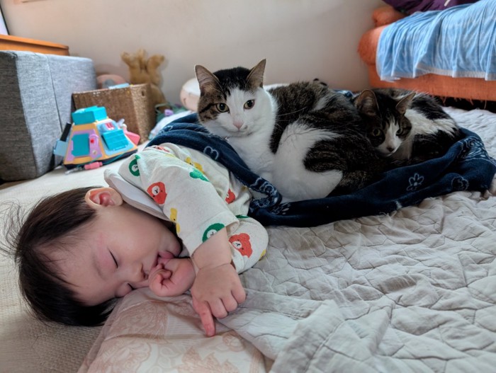 寝ている赤ちゃんと2匹の猫