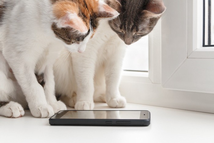 スマートフォンの画面を見つめる2匹の猫