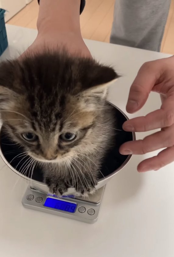 ボウルに入って体重を測っている子猫