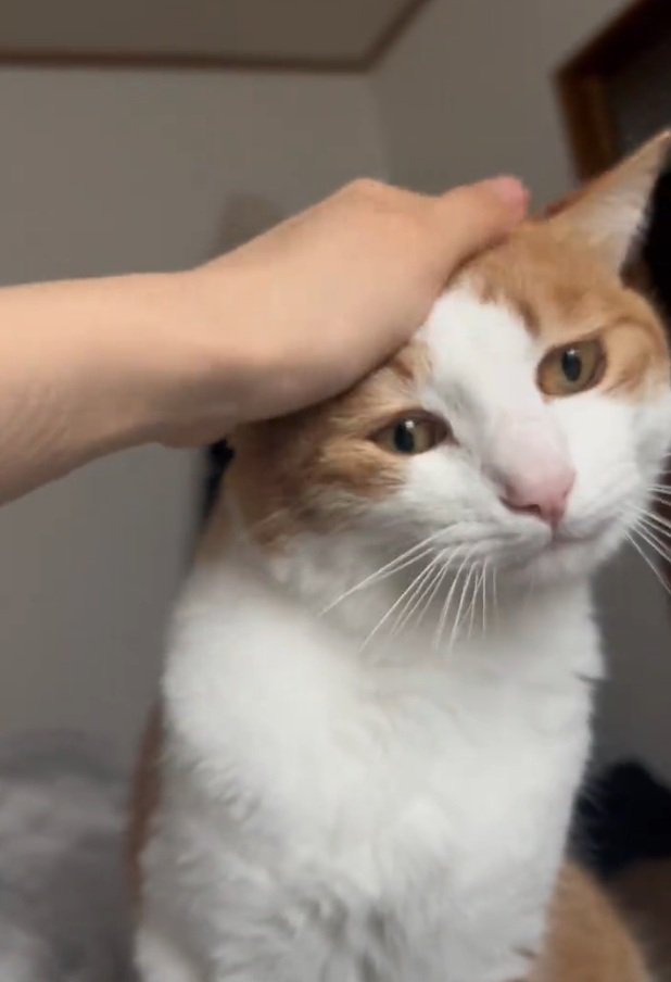 撫でられるツナちゃん