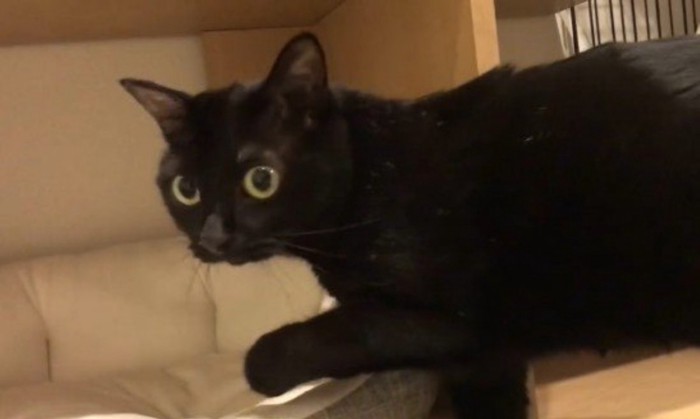 カメラ目線のまま歩き出す猫