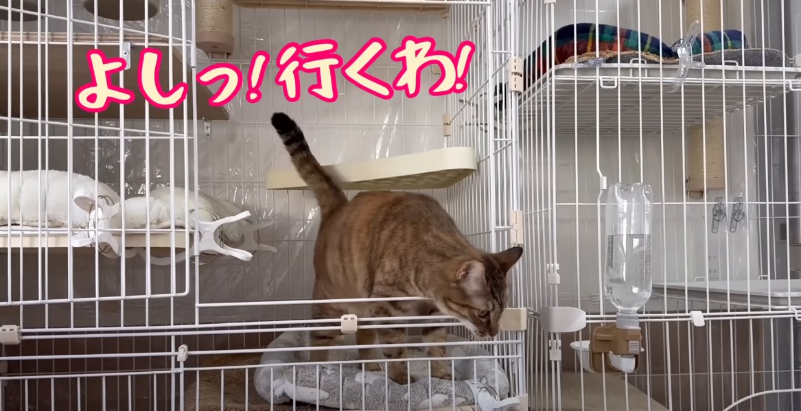 ケージから身を乗り出す猫
