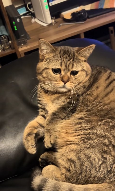 寝転がったまま画面右下を見つめる猫