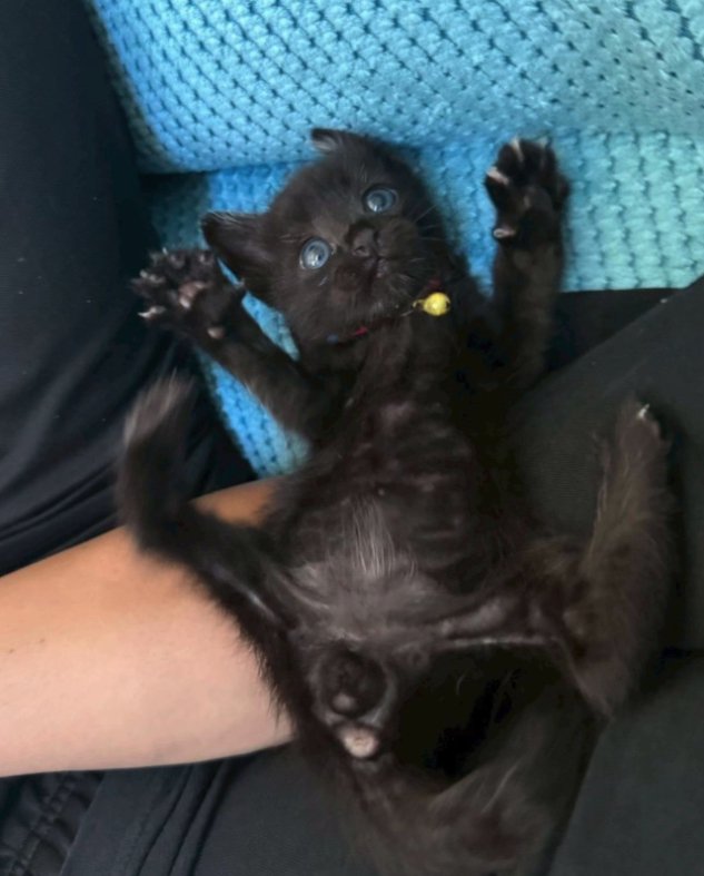 飼い主の腕の上でへそ天している子猫