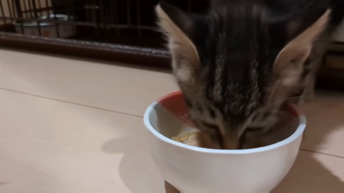 ごはんを食べる子猫