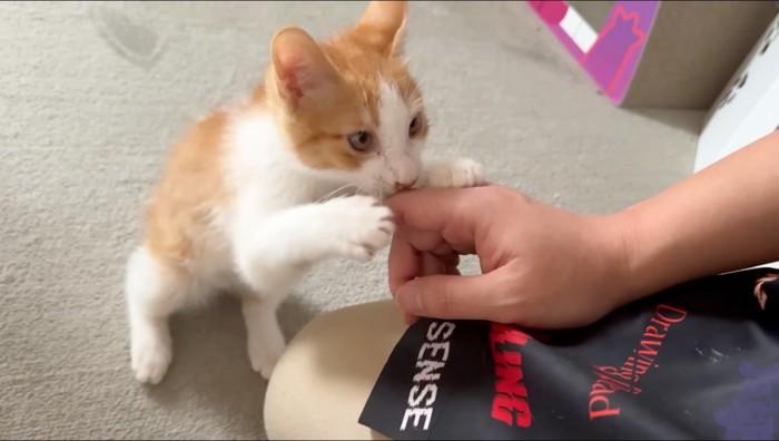飼い主の手を両前足で掴む子猫