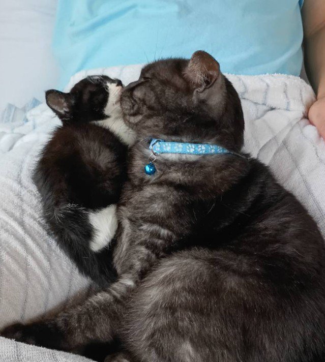 くっつきあう子猫と成猫（アップ）