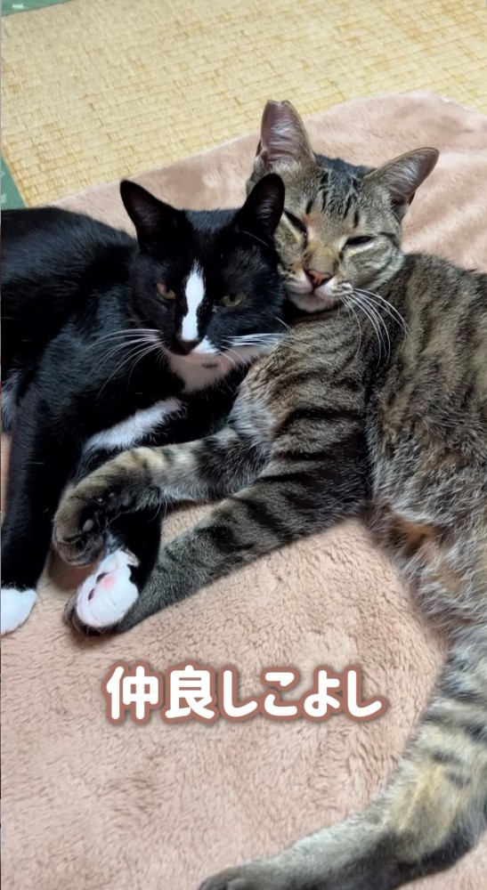 絡み合うキジトラとタキシード