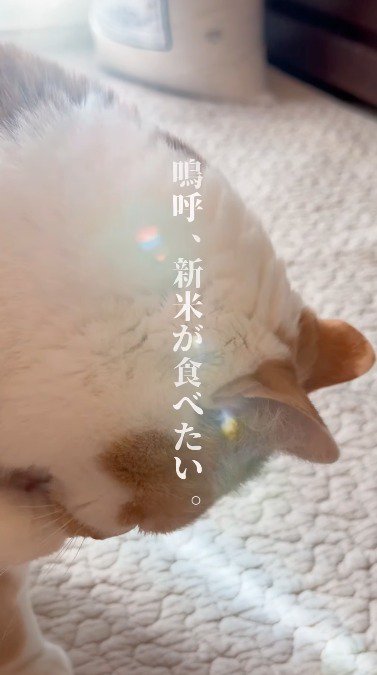 前足を舐める猫