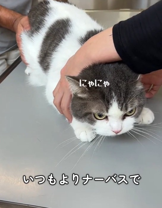 しゃべる猫