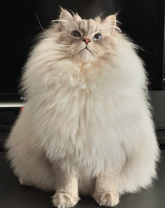 お座りをしている猫