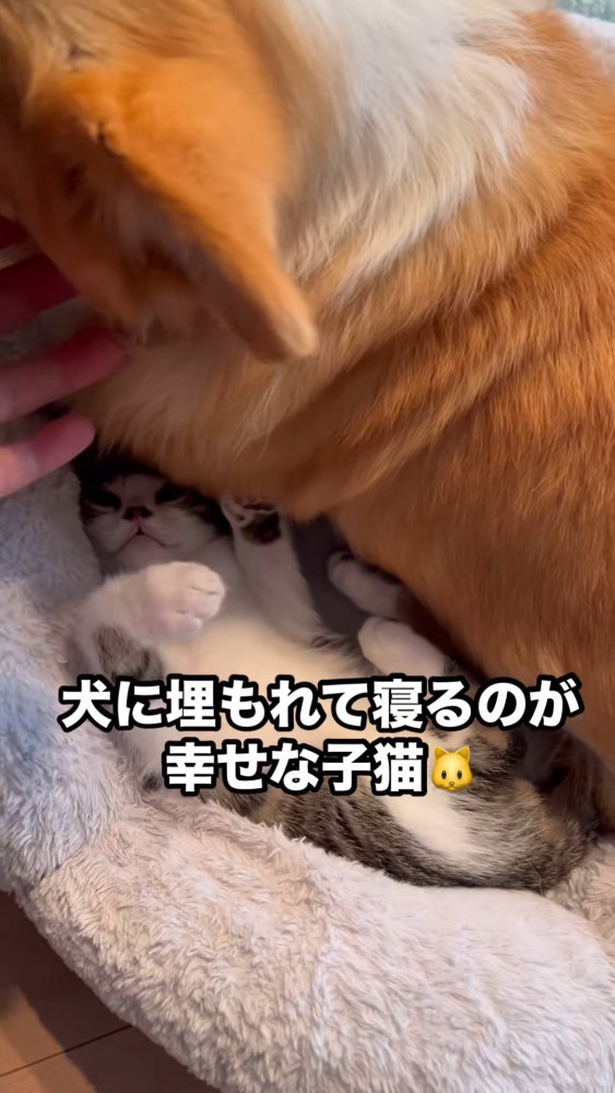 仰向けの子猫