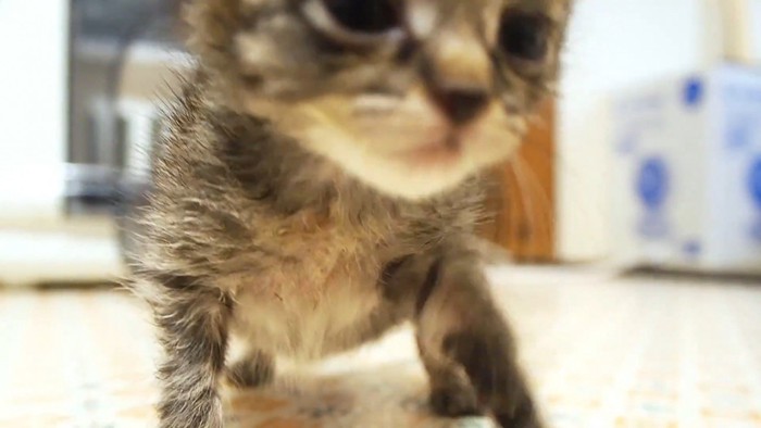 こちらに向かってくる子猫