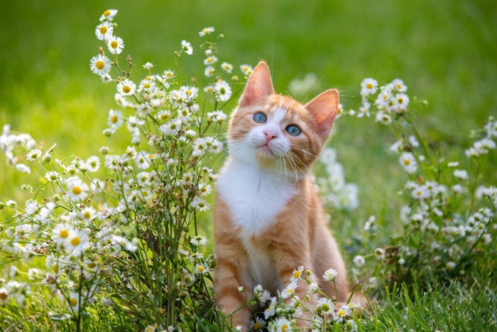 花に囲まれるチャシロの子猫