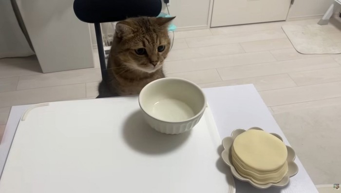 椅子に座っている猫