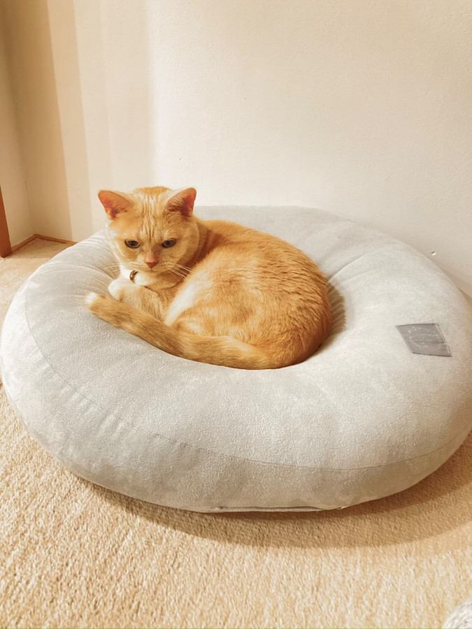 クッションに乗る猫