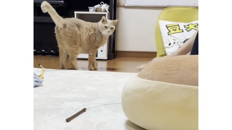 猫と男性