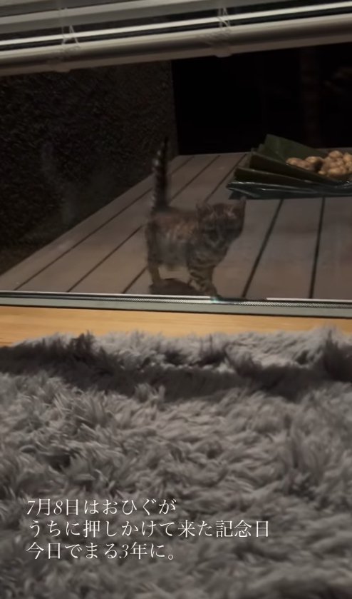 家の中を外から眺める子猫（窓中央）