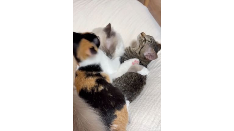 室内にいる猫たち