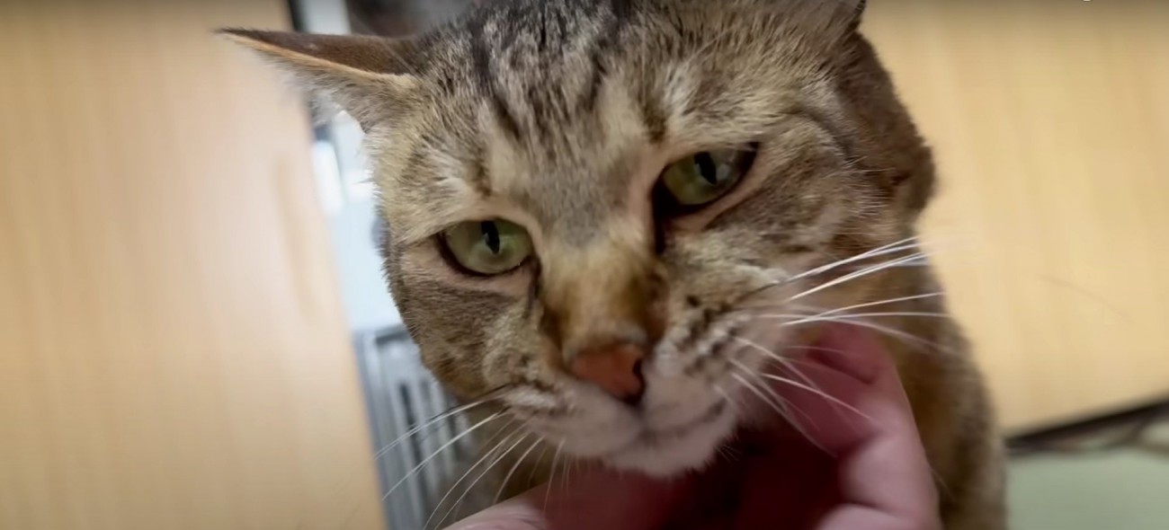 撫でられている猫%甘えるトラくん