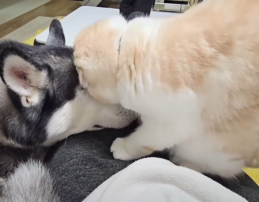 犬にこすりつける猫