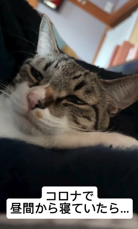 ベッドで横になるメルくん