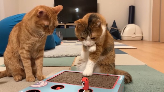 手を舐めるきなこちゃん