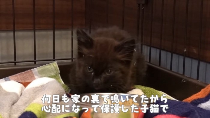 ケージの中にいる子猫